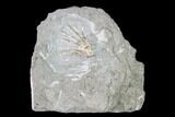 Fossil Crinoid (Eretmocrinus) - Gilmore City, Iowa #149025-1